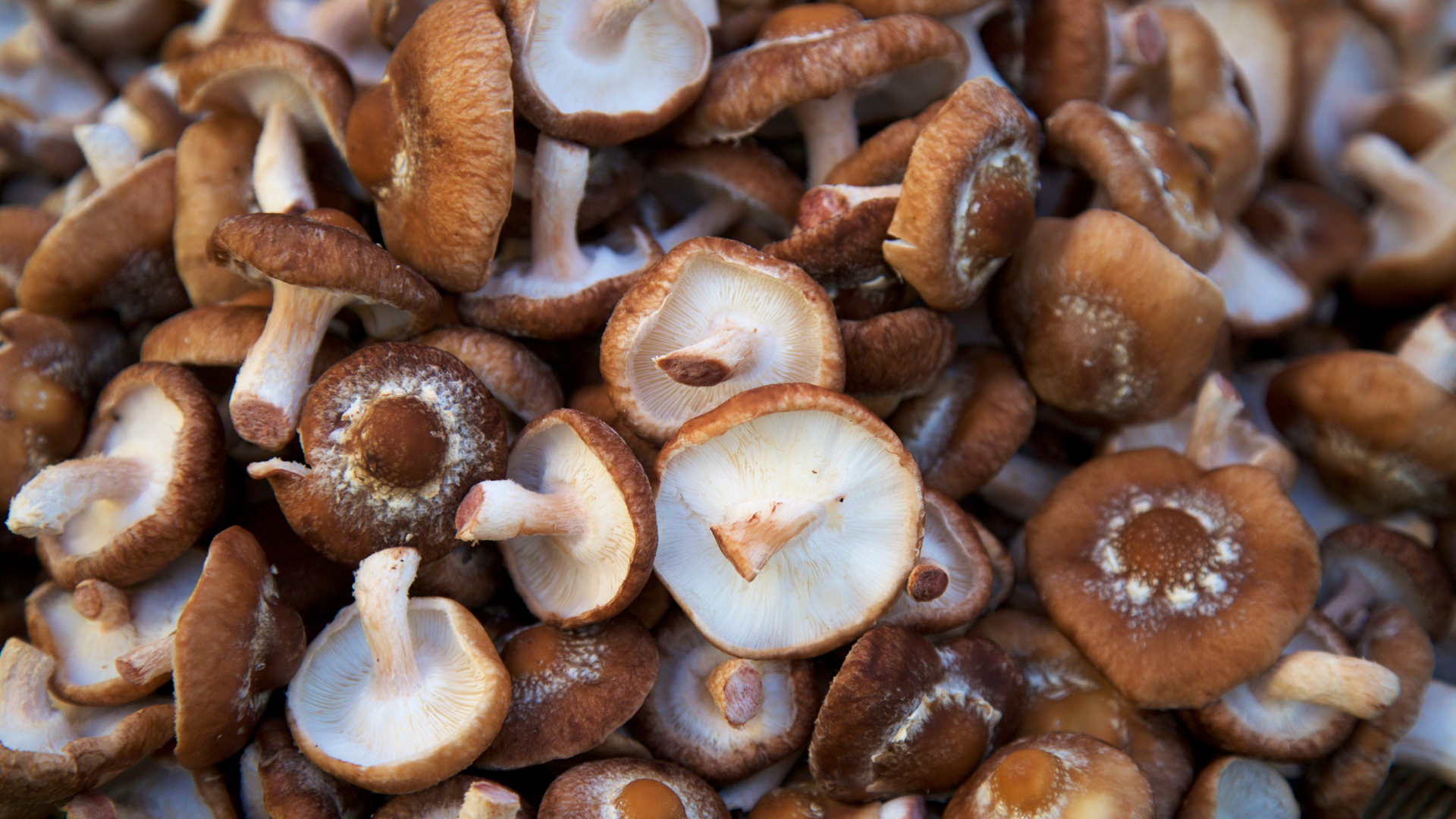 Shiitake mushroom: cosmetic industry trends