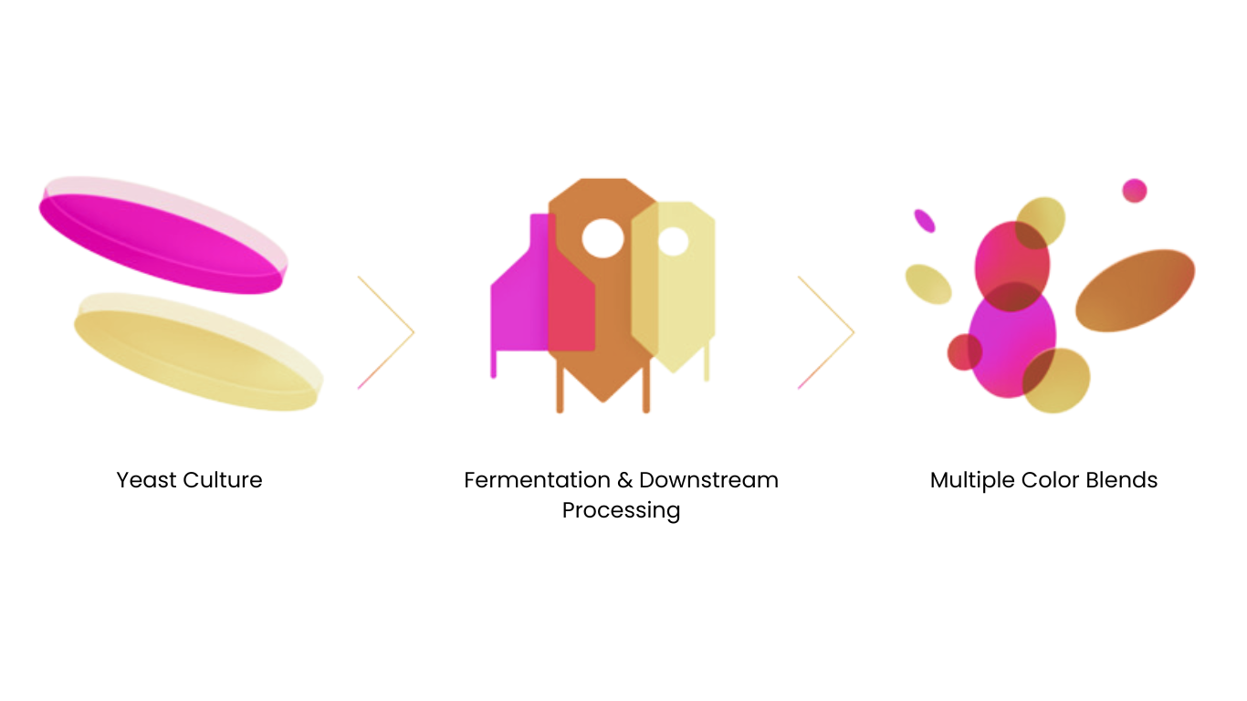 Bio based pigments startup - Phytolon